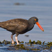 Black Oystercatcher